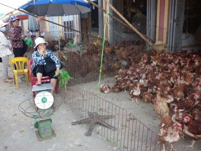Gà lậu vẫn 'cục tác' giữa Thủ đô Gà lậu vẫn 'cục tác' giữa Thủ đô
