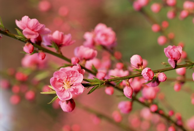 Mời bạn đọc dự thi ảnh “Xuân yêu thương“ Mời bạn đọc dự thi ảnh “Xuân yêu thương“