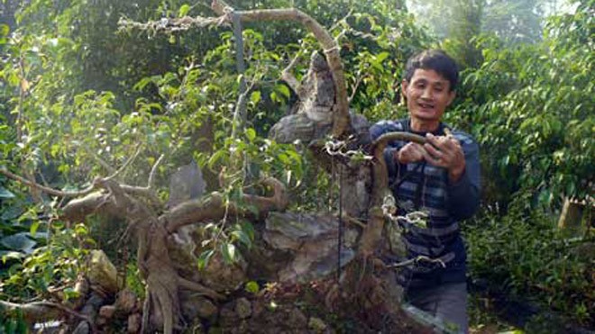 Nghề cắt lá... ra tiền và những nhát kéo tiền triệu Anh Nguyễn Ngọc Sơn chỉnh sửa một cây sanh theo thế long chầu.
