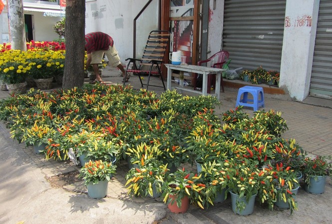 Chiều 30 tết, nhiều nơi không có hoa để bán Chiều 30 tết, nhiều nơi không có hoa để bán