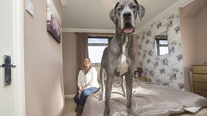 Chó cao 2,2 mét, nặng 70 kg Chó cao 2,2 mét, nặng 70 kg
