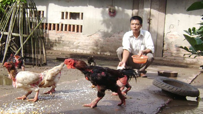 Kỳ công chuyện săn gà tiến vua ăn Tết Gà Đông Cảo.