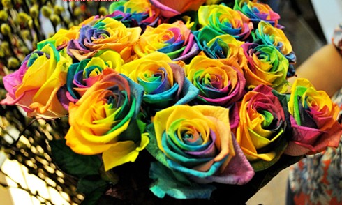 Hoa hồng xanh tiền triệu cho ngày Valentine Hoa hồng bảy màu có giá khoảng 250.000 đồng một bông. Ảnh: NVCC