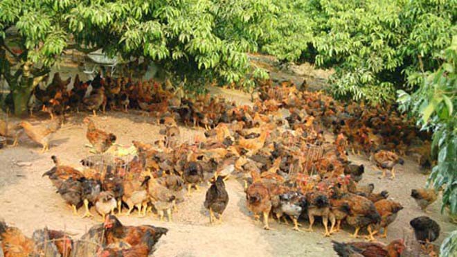 Trả nợ bằng hơn 400 con gà Nhiều người kinh doanh thức ăn gia súc phải nhận nợ bằng cả đàn gà. Ảnh: ĐBND