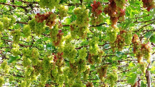 Phục hồi thị lực mắt nhờ nho Phục hồi thị lực mắt nhờ nho