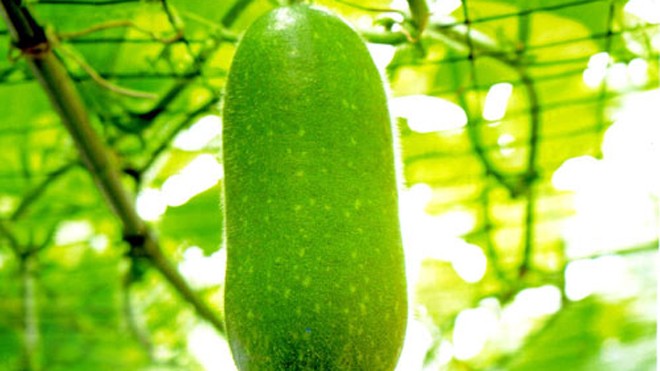 Công dụng chữa bệnh tuyệt vời của bí đao Công dụng chữa bệnh tuyệt vời của bí đao
