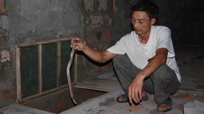 Giàu sụ nhờ thuần hóa rắn hung dữ Hơn 20 năm nuôi rắn, lão Đông giờ là tỷ phú vùng chiêm trũng.