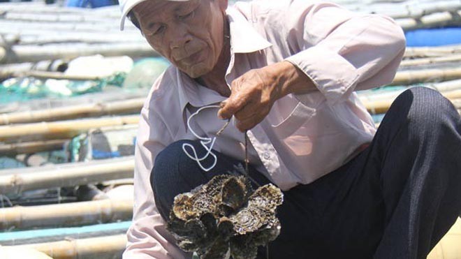 Nuôi hàu ở vùng cảng biển Sa Huỳnh, kiếm tiền triệu Nuôi hàu không tốn tiền mua thức ăn nhưng lại cho thu nhập cả chục triệu đồng mỗi lần. Trong ảnh: Ông Văn Công Thanh với hàu nuôi tại lồng bè của gia đình.