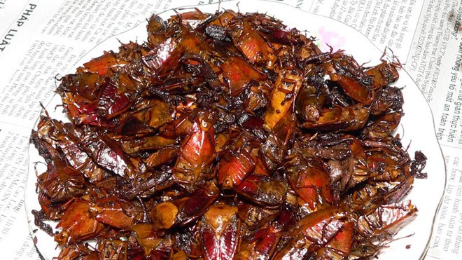 Mất mạng vì ăn côn trùng Cần lựa chọn và chế biến đúng cách khi sử dụng côn trùng làm thức ăn