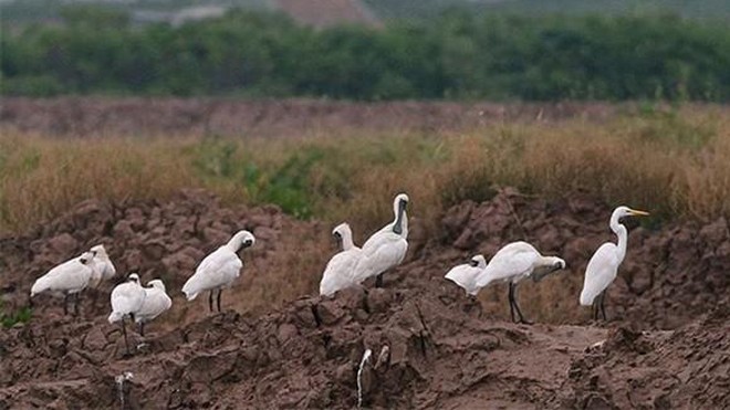 90% người Việt Nam không hiểu bài hát “Bắc kim thang cà lang bí rợ Bạn có bất ngờ khi biết sự thật chứ? (ảnh minh họa)