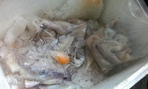 Mực ống ướp hóa chất lạ bày bán vỉa hè ở Cần Thơ Mực ống được ướp đá với hóa chất lạ màu gạch cua