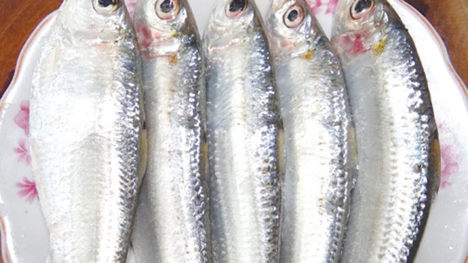 Bảo vệ khớp xương bằng cá Cá trích giàu a xít béo omega 3 - Ảnh: Minh Khôi
