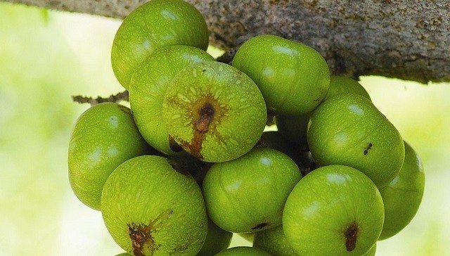 Lợi ích sức khỏe của quả sung Lợi ích sức khỏe của quả sung
