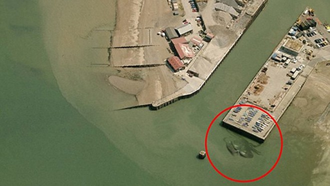Cua khổng lồ dài 15m: Sự thật hay là trò đùa? Bức ảnh chụp "con cua khổng lồ" (Ảnh Weird Whitstable)