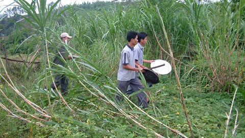 Xuất hiện đàn voi rừng tấn công người dân Quảng Nam Người dân dùng vật dụng gõ tiếng động để xua voi dữ vào rừng.