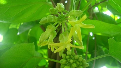 Chữa bệnh hiệu quả từ các loại hoa Hoa thiên lý có tác dụng tăng sức đề kháng cho cơ thể. Hình minh họa.