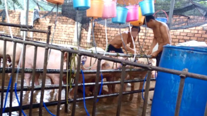 Đột nhập Thợ đang bơm nước cho heo tại lán ở ấp Bắc Hòa - Ảnh: Trung Hiếu