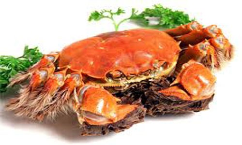 Rượu ngon, cua quý ế ẩm ở Trung Quốc Cua lông Dương Trừng, món cua đắt nổi tiếng Trung Quốc. Ảnh: Chinaso.