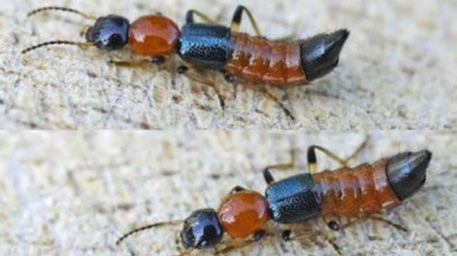 Kiến ba khoang ồ ạt tấn công dân thủ đô Kiến ba khoang thon, dài như hạt thóc (dài 1-1,2 cm, ngang 2-3 mm), bụng có đốt. Ảnh: M.T.