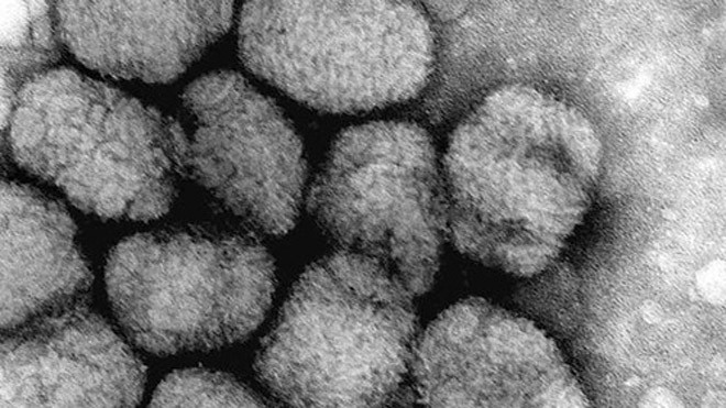 Hồi sinh virus 700 năm tuổi Nhiều loại virus được cho là có thể sống lại dưới tác động của hiện tượng ấm lên toàn cầu. Ảnh minh họa: AFP.