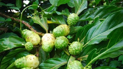 Món ăn bài thuốc giảm đau lưng Quả nhàu - Ảnh: Thái Nguyên