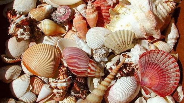 Hôn mê rồi tử vong sau khi ăn một con ốc lạ Cần cảnh giác với những loại ốc lạ, đẹp mắt, có màu sắc sặc sỡ. Ảnh minh họa.