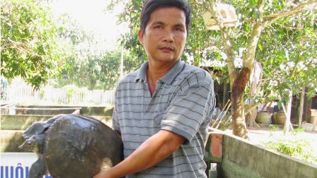 Thu tiền tỷ từ việc nuôi ba ba, cua đinh thương phẩm Từ việc bán con giống và thịt ba ba, cua đinh... mỗi năm ông Thủ lãi trên 1 tỷ đồng.