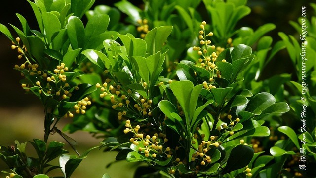 Hỗ trợ điều trị tăng huyết áp với cây hoa ngâu Hoa ngâu có vị cay ngọt được dùng để ướp trà và làm thuốc.