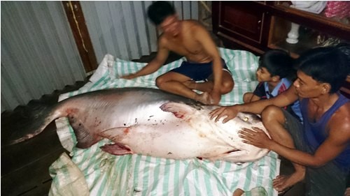 Nông dân Đồng Tháp bắt được cá gần 140 kg Con cá tra dầu có trọng lượng gần 140 kg vừa được nông dân ở tỉnh Đồng Tháp bắt được. Ảnh: VTC News.