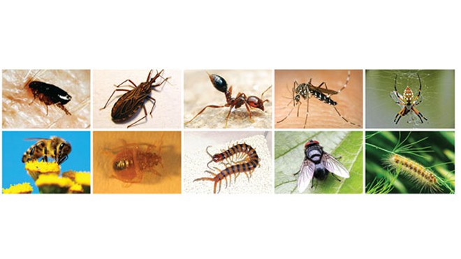 10 loại côn trùng nguy hiểm thường gặp 10 loại côn trùng nguy hiểm thường gặp