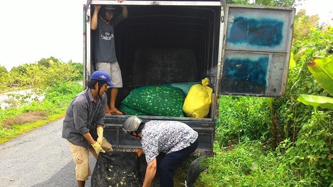 Đặt lú bẫy rẹm, nghề kiếm bạc triệu mỗi ngày Rẹm được thương lái thu mua vần chuyển đi các thành phố lớn. Ảnh: Ngọc Trinh.