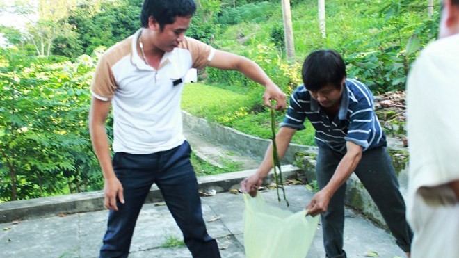 Vì sao rắn lục xuất hiện ồ ạt ở nhiều nơi? Người dân bắt rắn ở Nam Đàn (Nghệ An). Ảnh: Phạm Hòa.