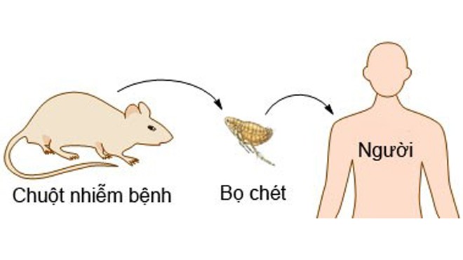 Triệu chứng bệnh dịch hạch và phòng ngừa Đường lây bệnh dịch hạch. Ảnh: Ppdictionary.com