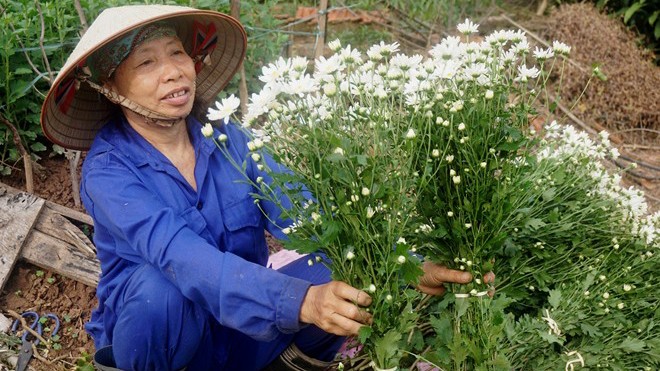 Cúc họa mi làm nóng thị trường hoa Hà Nội Mỗi vụ cúc họa mi kéo dài hơn 1 tuần nhưng cho sản lượng tốt. Trung bình mỗi ngày cô Hợp bán được khoảng 100 bó cúc họa mi, với giá 50.000 đồng/bó. Ảnh: Diệp Sa.