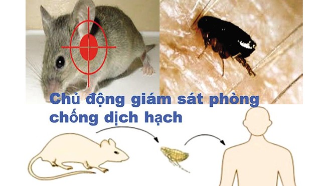 35 loại bệnh nguy hiểm đến từ chuột Theo các chuyên gia y tế, dịch hạch là bệnh truyền nhiễm nguy hiểm, chủ yếu lây lan từ chuột. ảnh minh họa