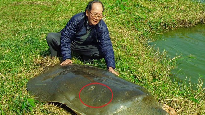 'Cụ' rùa hồ Gươm khỏe mạnh sau 3 năm điều trị Vết thương trên mai cụ rùa do móc câu chùm đã khỏi hoàn toàn sau 3 năm điều trị. Ảnh: Hà Đình Đức.