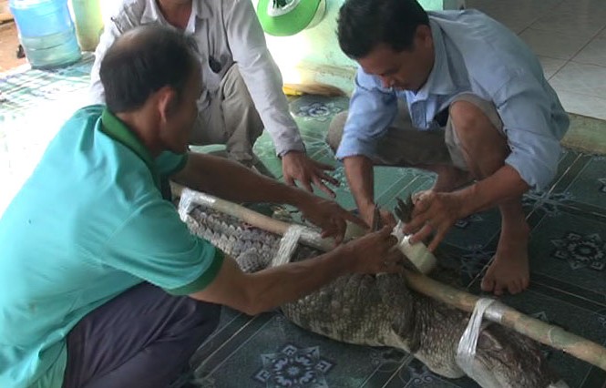 Bắt được cá sấu dài 2 mét 'du ngoạn' khu vực hồ Trị An Con cá sấu được người dân bắt sống giao cho cơ quan chức năng.