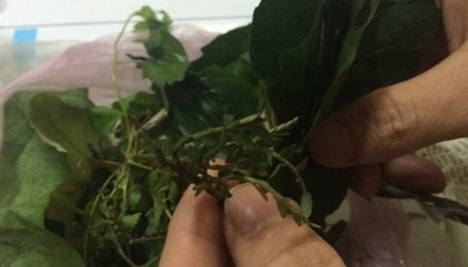 Bé 3 tháng ngộ độc vì uống lá cây trị tiêu chảy Hai loại lá cây được gia đình dùng để chữa tiêu chảy cho trẻ. Ảnh: N.Phương.