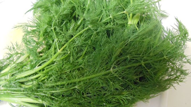 Thì là - Loại rau gia vị giúp loại bỏ độc tố trong cơ thể Thì là - Loại rau gia vị giúp loại bỏ độc tố trong cơ thể