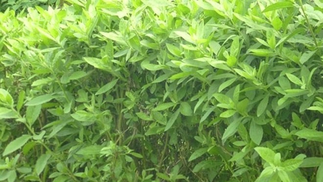 Công dụng chữa bệnh của cúc tần Công dụng chữa bệnh của cúc tần.