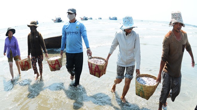 Thu trăm triệu đồng sau một đêm đánh bắt cá cơm Ngư dân Quảng Ngãi tất bật khiêng những sọt cá cơm đầy ắp từ ngoài tàu vào bờ bán cho thương lái. Ảnh: Trí Tín.