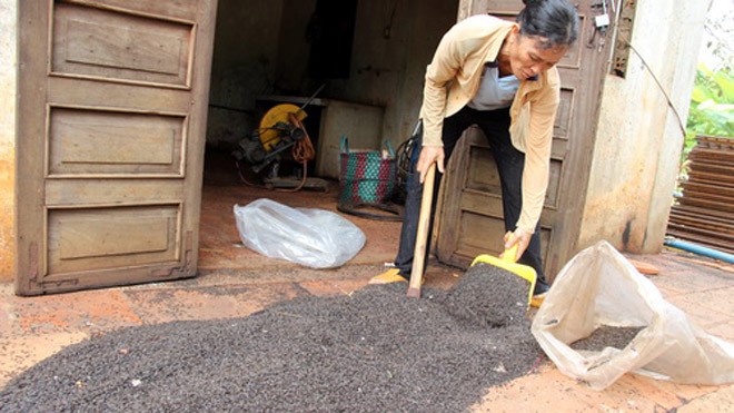 Cuộc sống đảo lộn vì bọ phủ kín nhà Số bọ đậu đen gia đình bà Thêu gom được trong một buổi tối. Ảnh: Hoàng Trường