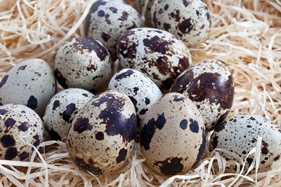 5 lợi ích tuyệt vời của trứng chim cút Trứng cút dồi dào chất sắt, kích thích sản xuất hemoglobin, tốt cho những người thiếu máu.