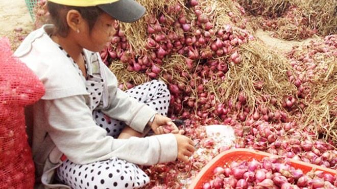 Sự thật chuyện hàng trăm người mù vì bóc hành tím Đủ mọi lứa tuổi mưu sinh bằng nghề bóc hành thuê tại "Vương quốc hành tím" Vĩnh Châu. Người dân địa phương cho rằng, chính việc không dùng đồ bảo hộ khi bóc hành đã khiến số người mù lòa ở địa phương này không ngừng tăng lên. Ảnh: Q.Huy