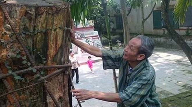Bi hài chuyện cả làng 'không ngủ' chống… sưa tặc Nhiều ngày nay người dân thôn Phụ Chính mất ăn mất ngủ với hai “cụ sưa”.