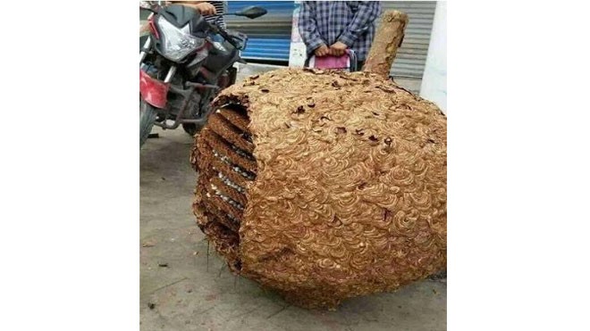 Tổ ong nặng 40 kg ở Trung Quốc Tổ ong 40 kg được tìm thấy trong cánh rừng ở Hà Nam, Trung Quốc. Ảnh: Sina Weibo.