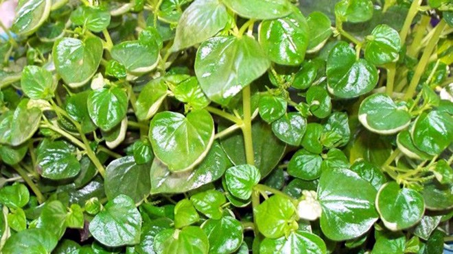 Rau nhái bờ bụi miền Tây đi chuyên cơ ra Hà Nội Rau dại càng cua giờ thành đặc sản.
