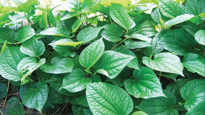 Những loại rau thơm vườn nhà trị bệnh hiệu quả Ngoài tác dụng chữa phong thấp, khi kết hợp với hành củ, lá lốt sẽ trở thành viagra số 1 cho đàn ông