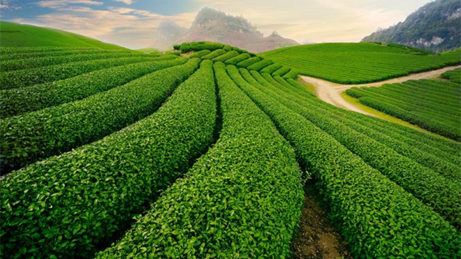 8 đồi chè đẹp như tranh ở Việt Nam Đồi chè Thái Nguyên là vùng trồng chè trọng điểm thứ hai của cả nước sau Lâm Đồng.