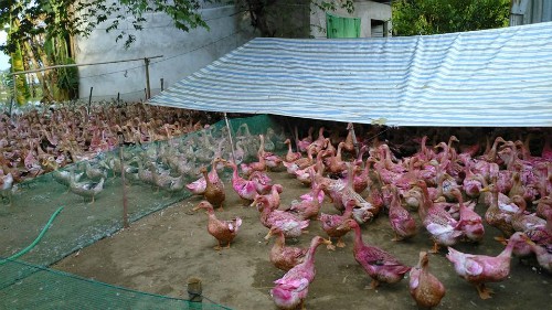 Trứng vịt rớt giá thảm chỉ 500 đồng một quả Mỗi ngày ông Sơn lỗ khoảng 1,5 triệu đồng vì giá trứng rẻ không bù nổi chi phí thức ăn. Ảnh: NN.
